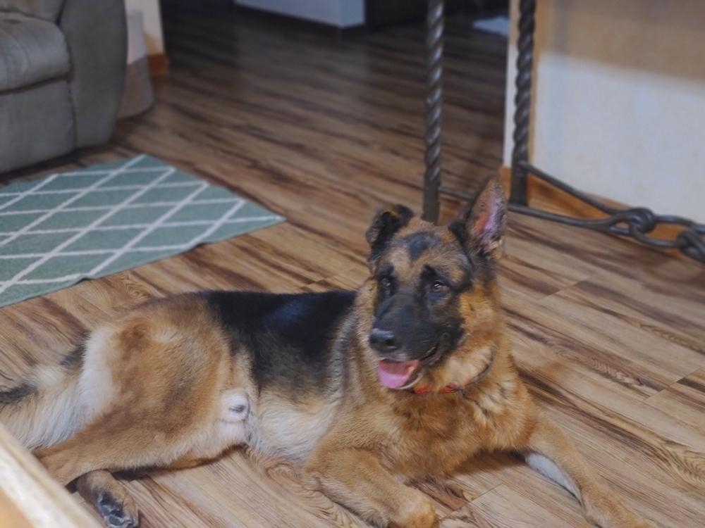 Enlarge Rome, a Adoptable German Shepherd Dog in Fredonia, WI image 1/2