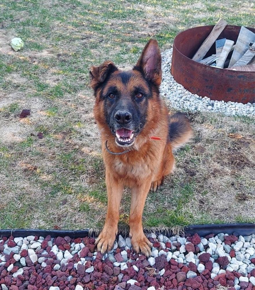 Enlarge Rome, a Adoptable German Shepherd Dog in Fredonia, WI image 2/2