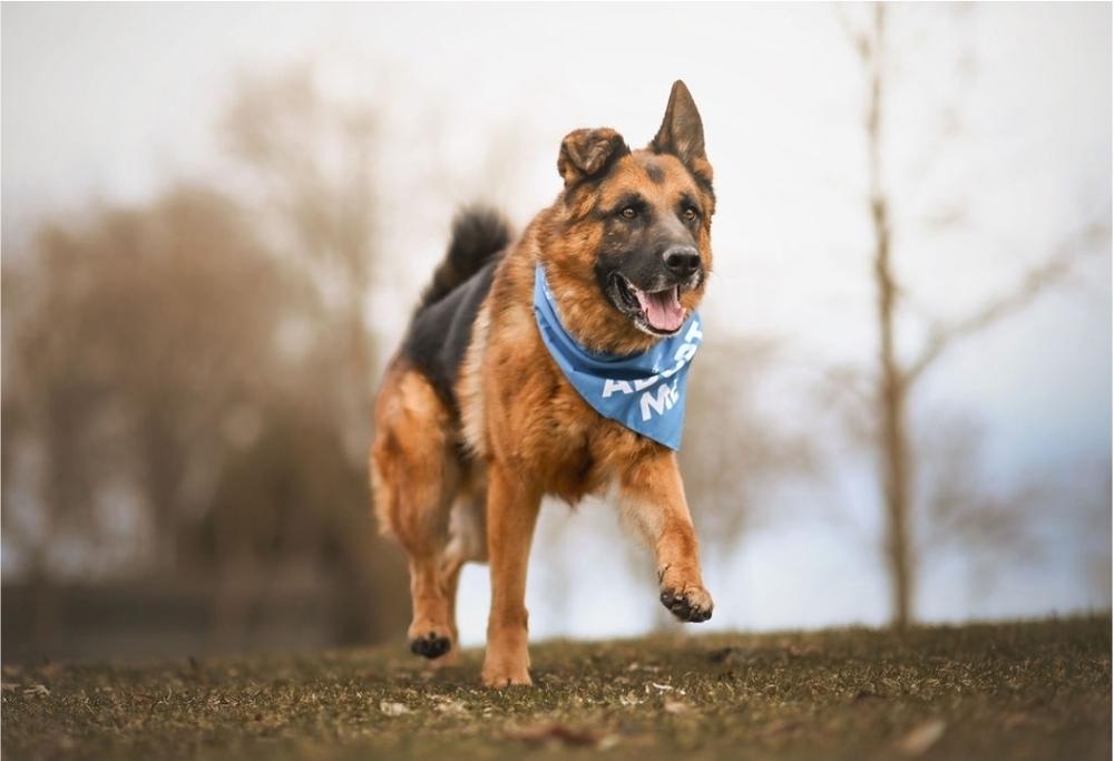 Enlarge Rome, a Adoptable German Shepherd Dog in Fredonia, WI image 2/4