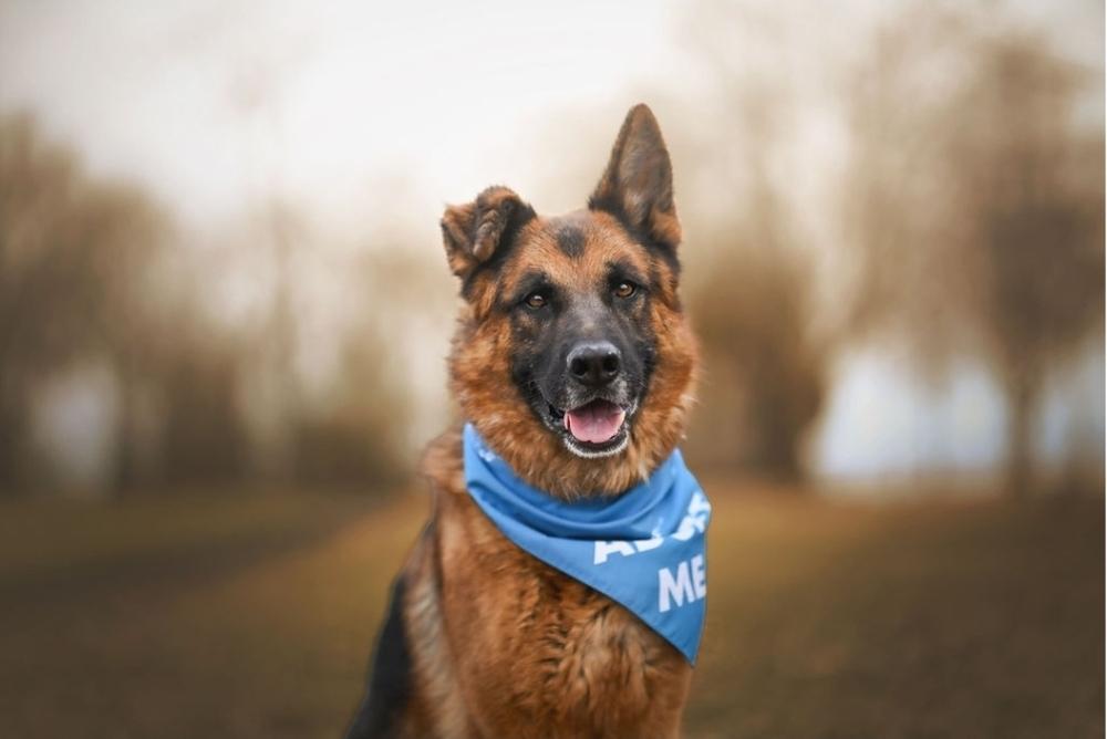 Enlarge Rome, a Adoptable German Shepherd Dog in Fredonia, WI image 3/4