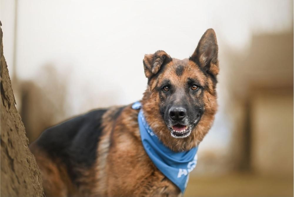 Enlarge Rome, a Adoptable German Shepherd Dog in Fredonia, WI image 4/4