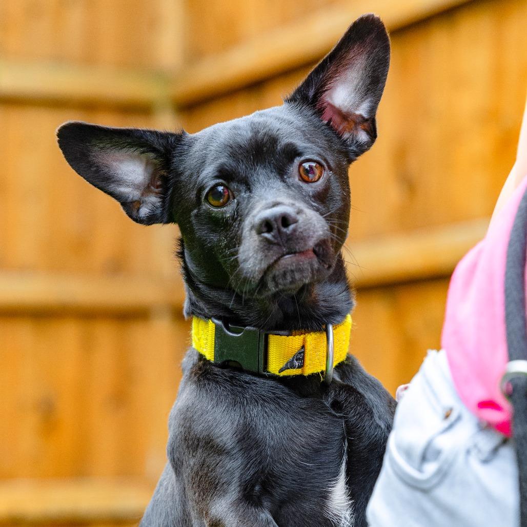 Mister, Adoptable, Adult Male Mixed Breed.
