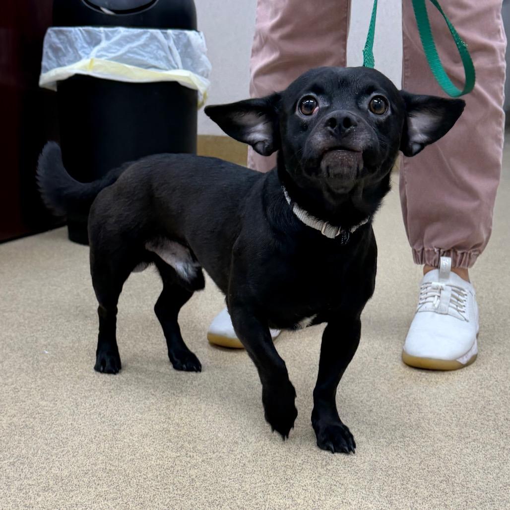Enlarge Mister, a Adoptable Mixed Breed in Naperville, IL image 2/4