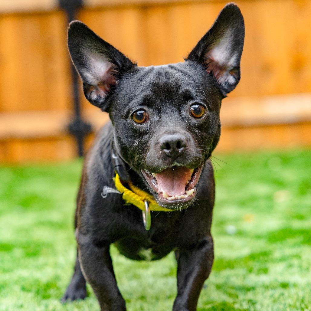 Enlarge Mister, a Adoptable Mixed Breed in Naperville, IL image 3/4