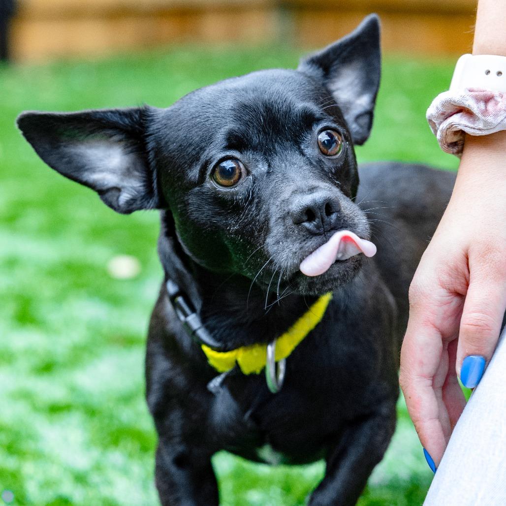 Enlarge Mister, a Adoptable Mixed Breed in Naperville, IL image 4/4