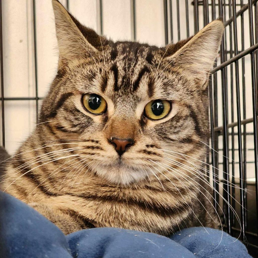 Penelope, Adoptable, Adult Female Domestic Medium Hair.