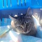 Enlarge Penelope, a Adoptable Domestic Medium Hair in Jacksonville, OR image 2/3