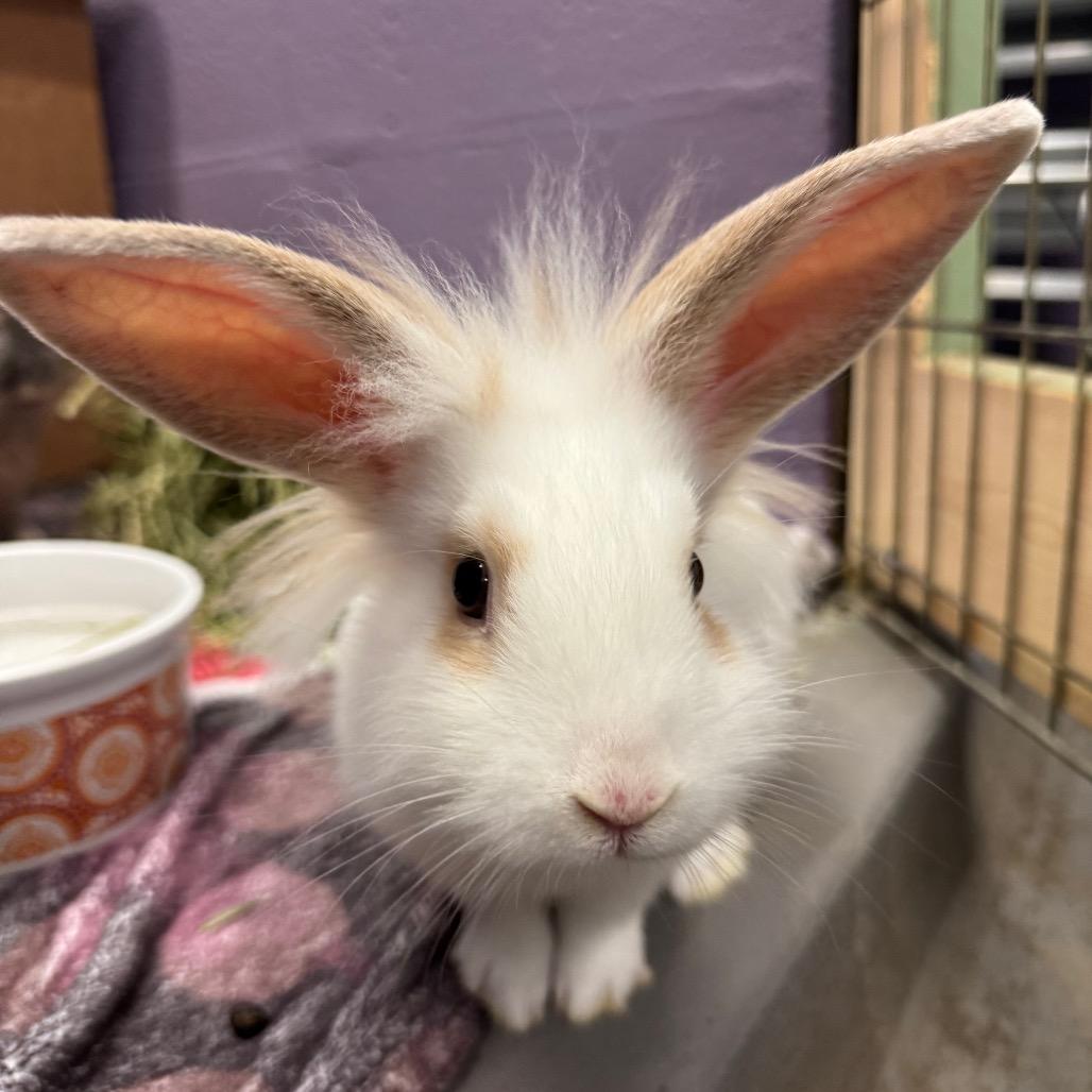 Enlarge Gerwig, a Adoptable mixed breed in Providence, RI image 1/6