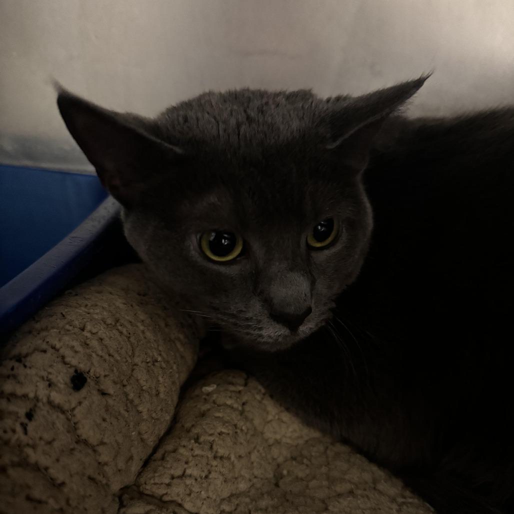 Loaf, Adoptable, Adult Female Domestic Short Hair.