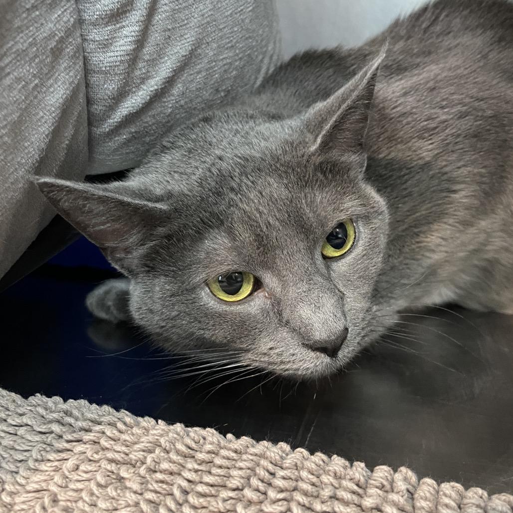 Enlarge Loaf, a Adoptable Domestic Short Hair in South Haven, MI image 2/4