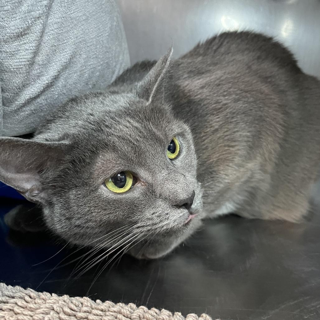 Enlarge Loaf, a Adoptable Domestic Short Hair in South Haven, MI image 3/4