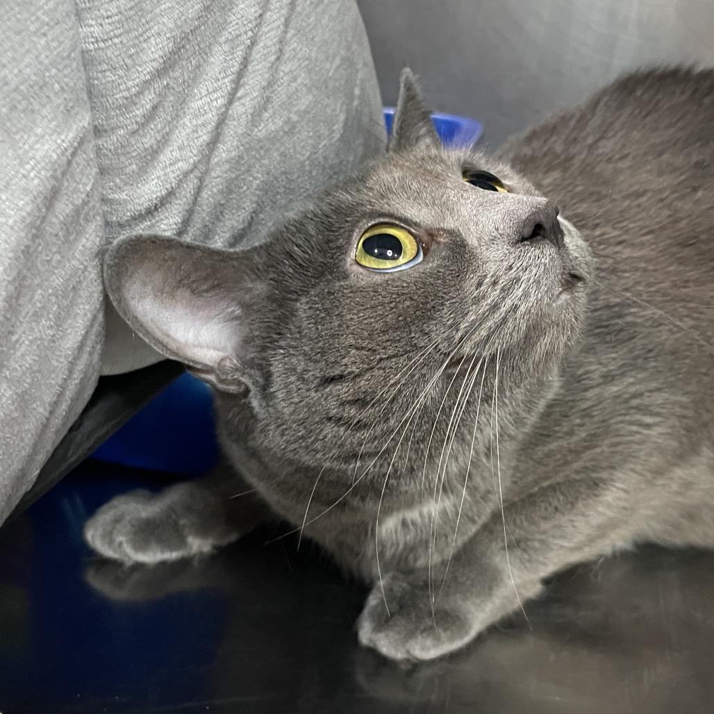 Enlarge Loaf, a Adoptable Domestic Short Hair in South Haven, MI image 4/4