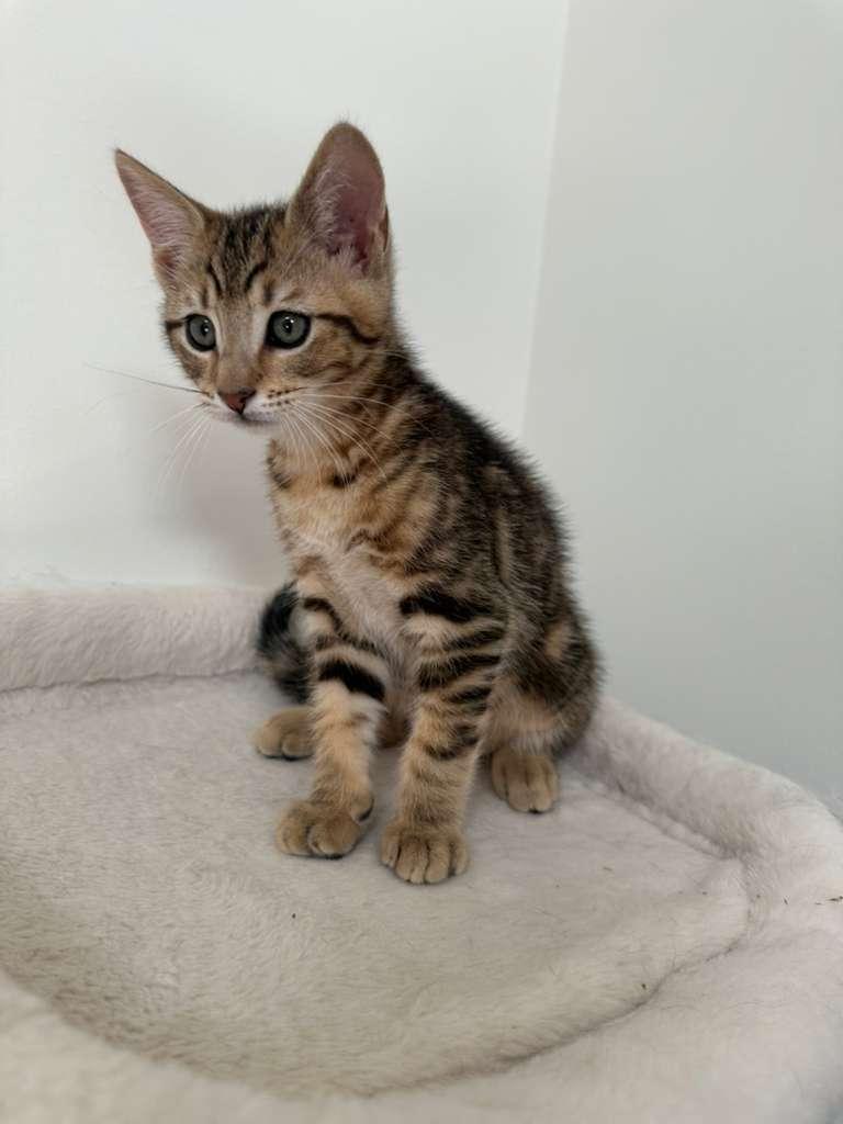 Enlarge Dustin (bonded w/ Parker), a Adoptable Domestic Short Hair in Lawrenceville, GA image 5/6