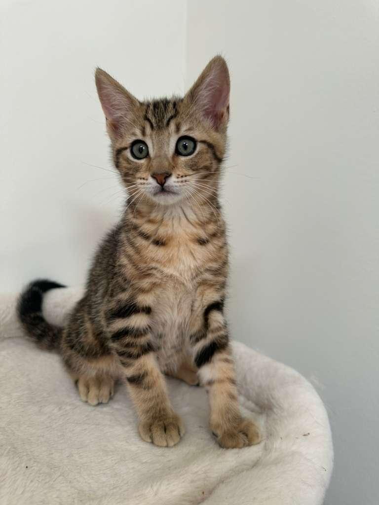 Enlarge Dustin (bonded w/ Parker), a Adoptable Domestic Short Hair in Lawrenceville, GA image 2/6