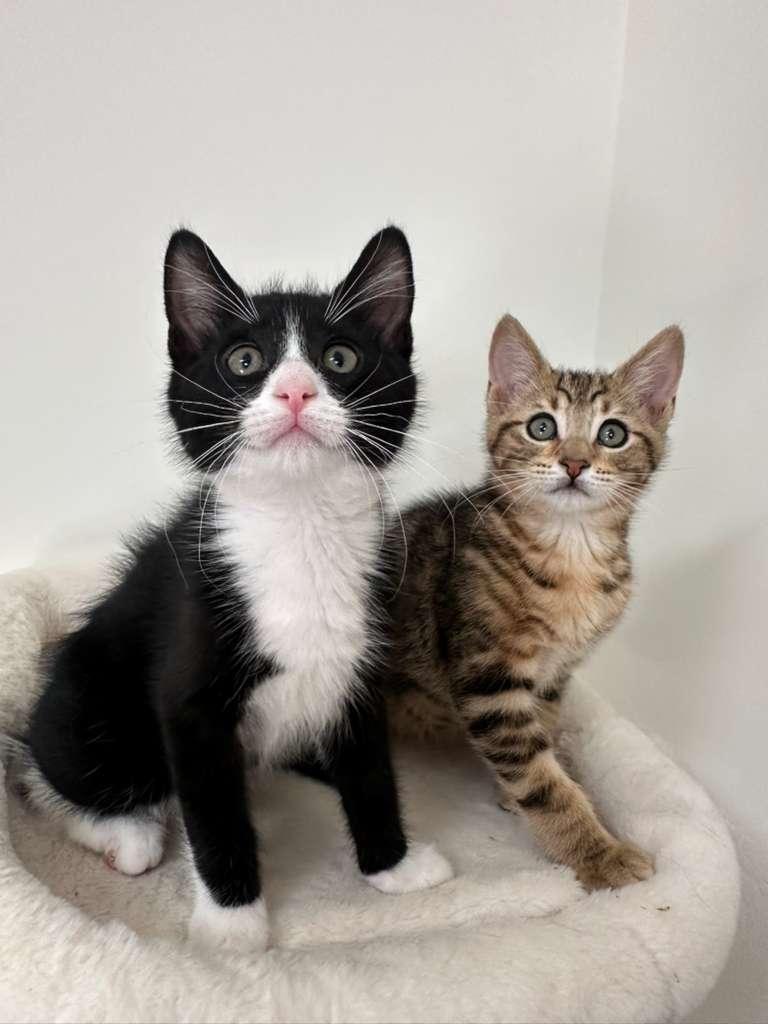 Enlarge Dustin (bonded w/ Parker), a Adoptable Domestic Short Hair in Lawrenceville, GA image 3/6