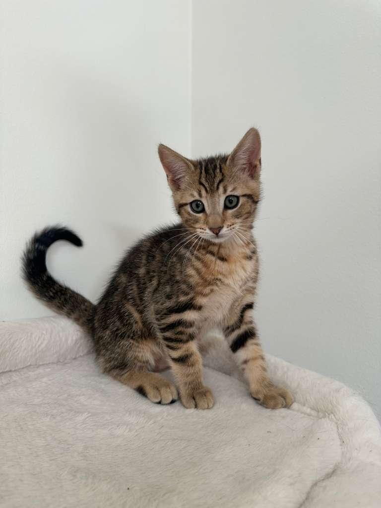 Enlarge Dustin (bonded w/ Parker), a Adoptable Domestic Short Hair in Lawrenceville, GA image 6/6