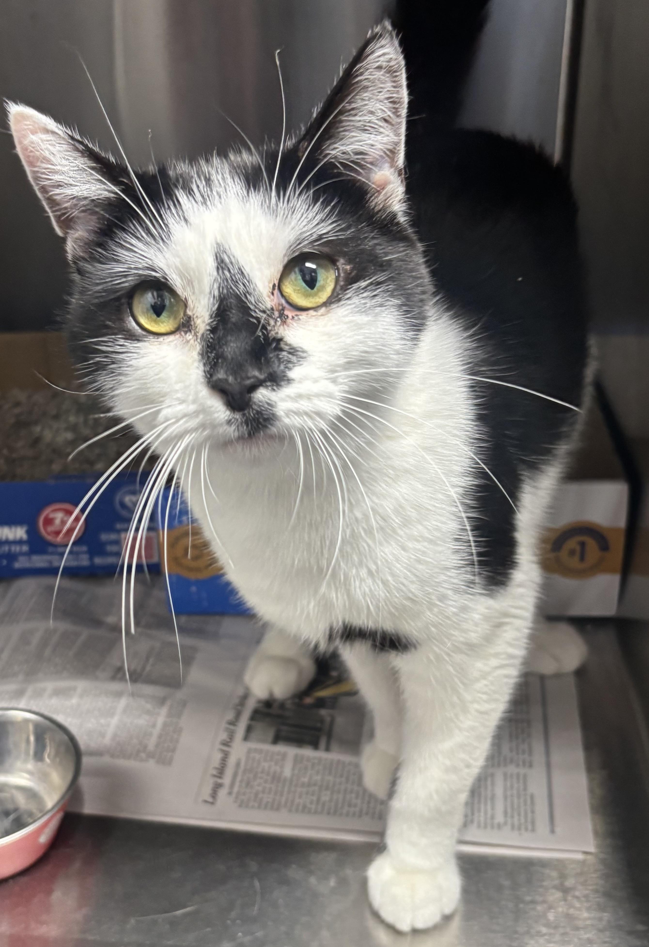 Wendy, a Adoptable Domestic Short Hair in North Haven, CT image 1/2
