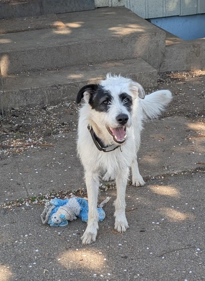 Enlarge Ace, a ADOPTABLE mixed breed in COEUR D ALENE, ID image 5/6