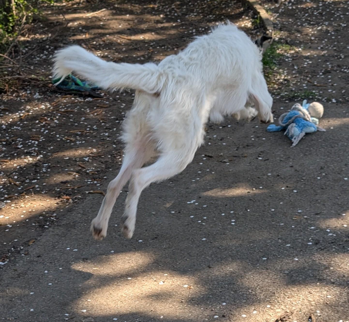 Enlarge Ace, a ADOPTABLE mixed breed in COEUR D ALENE, ID image 3/6