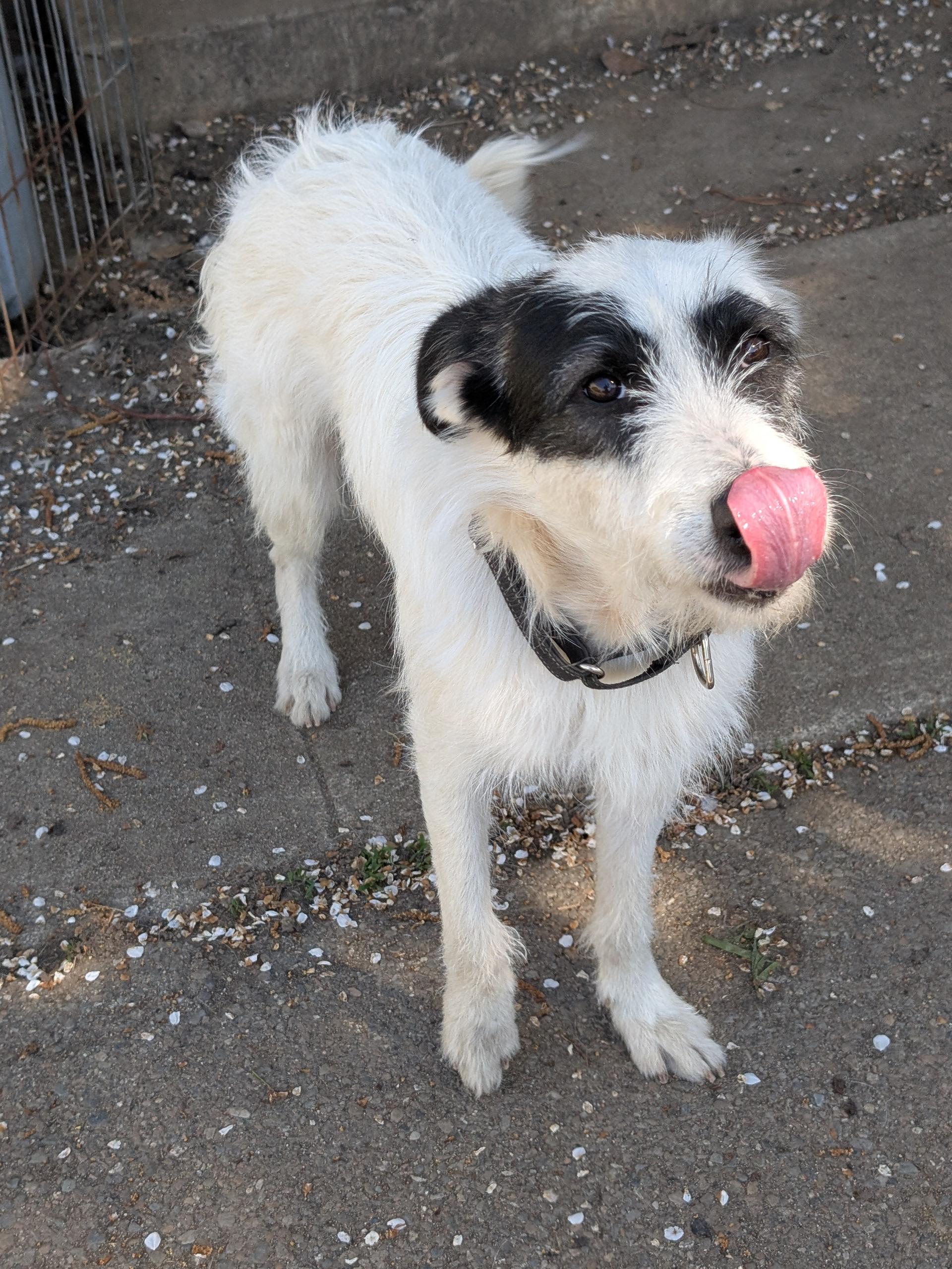 Enlarge Ace, a ADOPTABLE mixed breed in COEUR D ALENE, ID image 4/6
