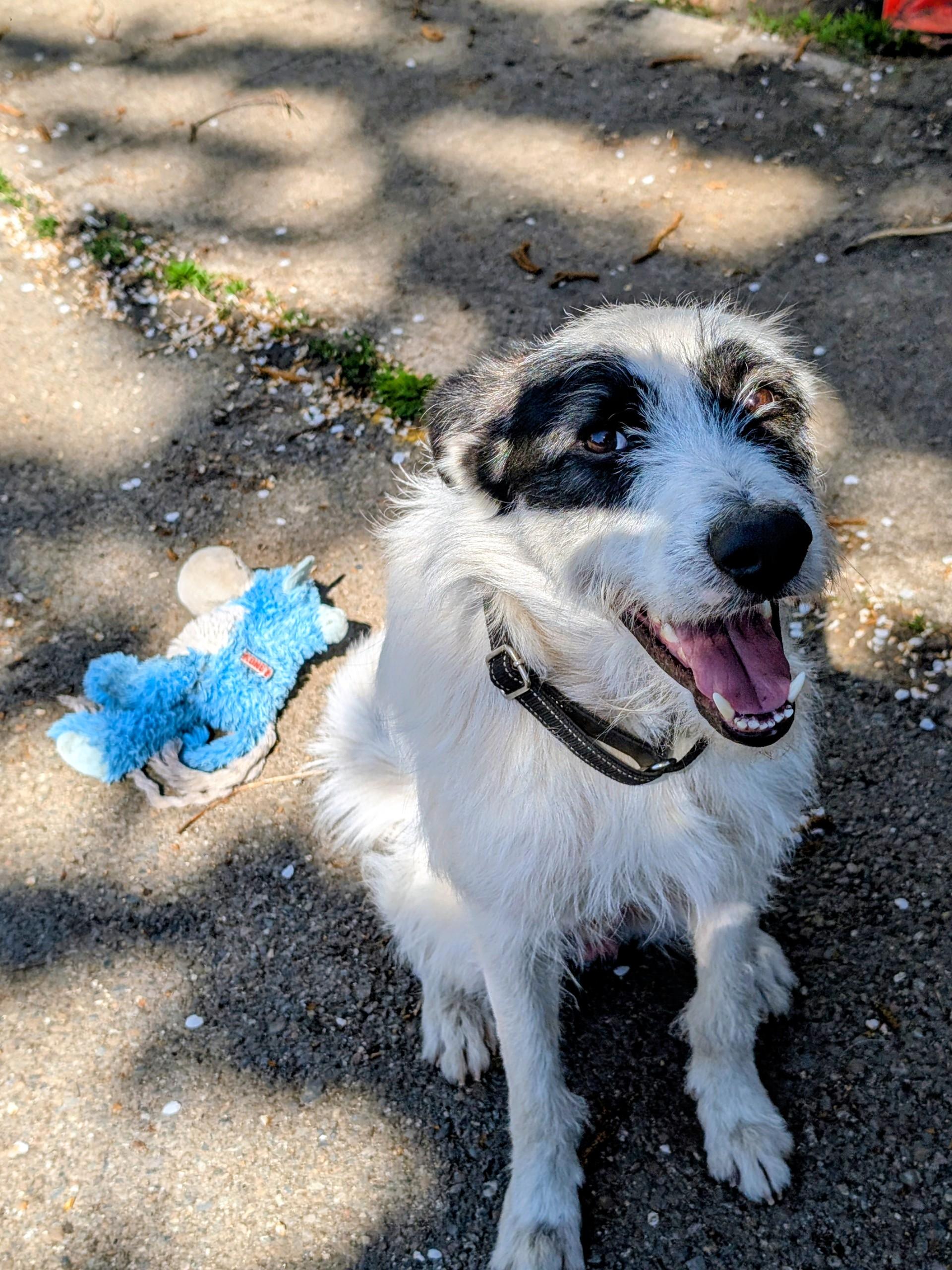 Enlarge Ace, a ADOPTABLE mixed breed in COEUR D ALENE, ID image 2/6