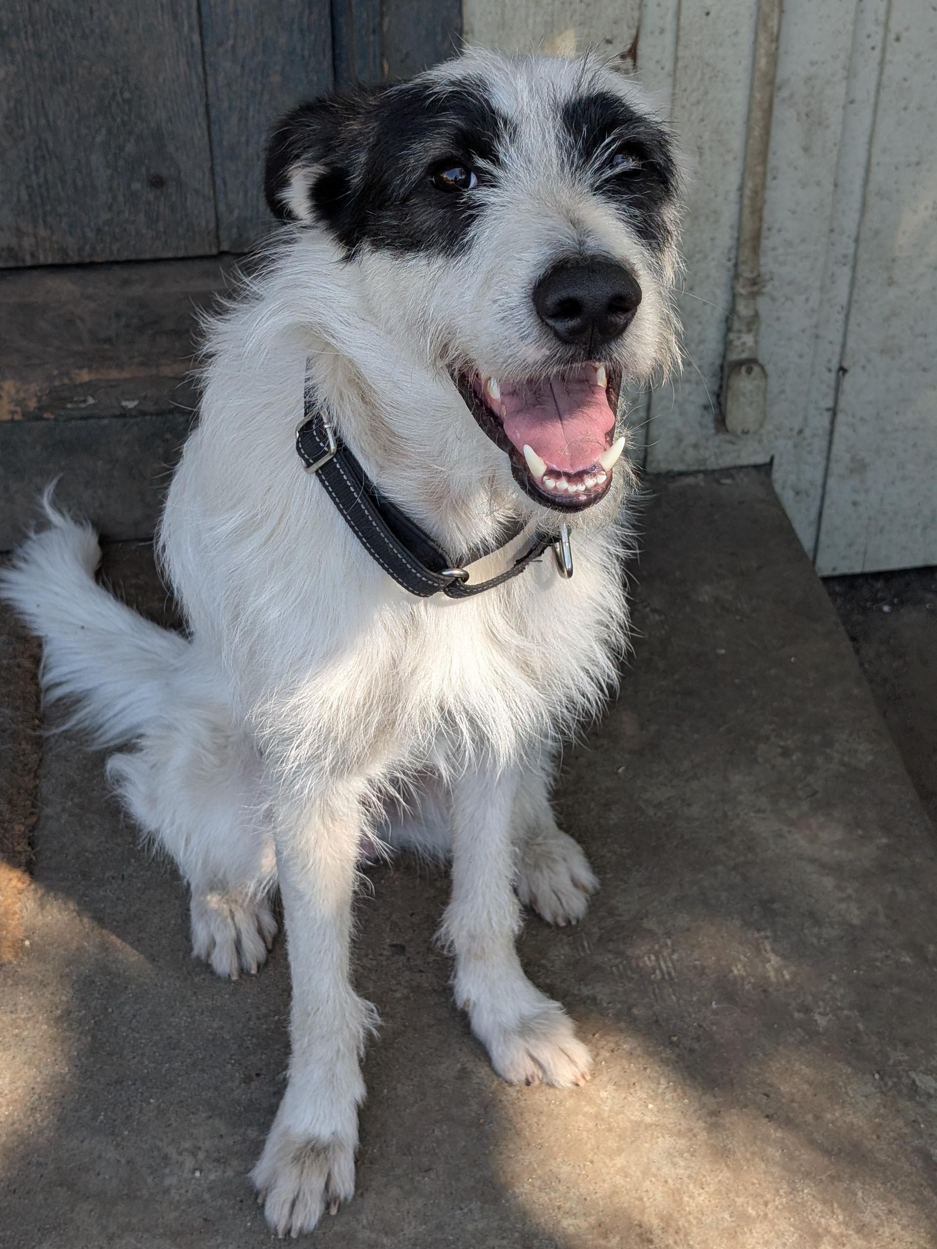 Ace, ADOPTABLE, Young Male Border Collie & Poodle.