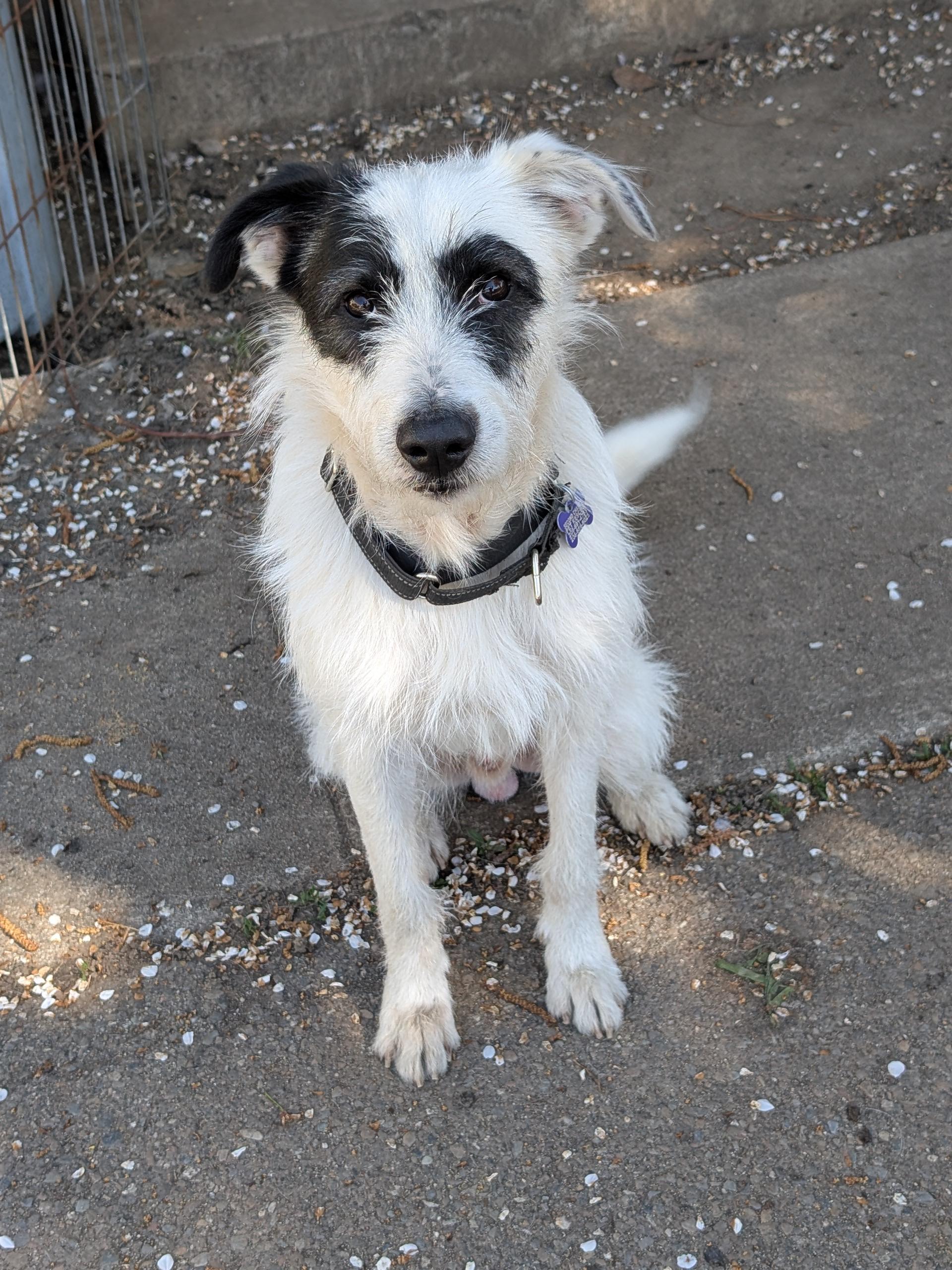 Enlarge Ace, a ADOPTABLE mixed breed in COEUR D ALENE, ID image 6/6