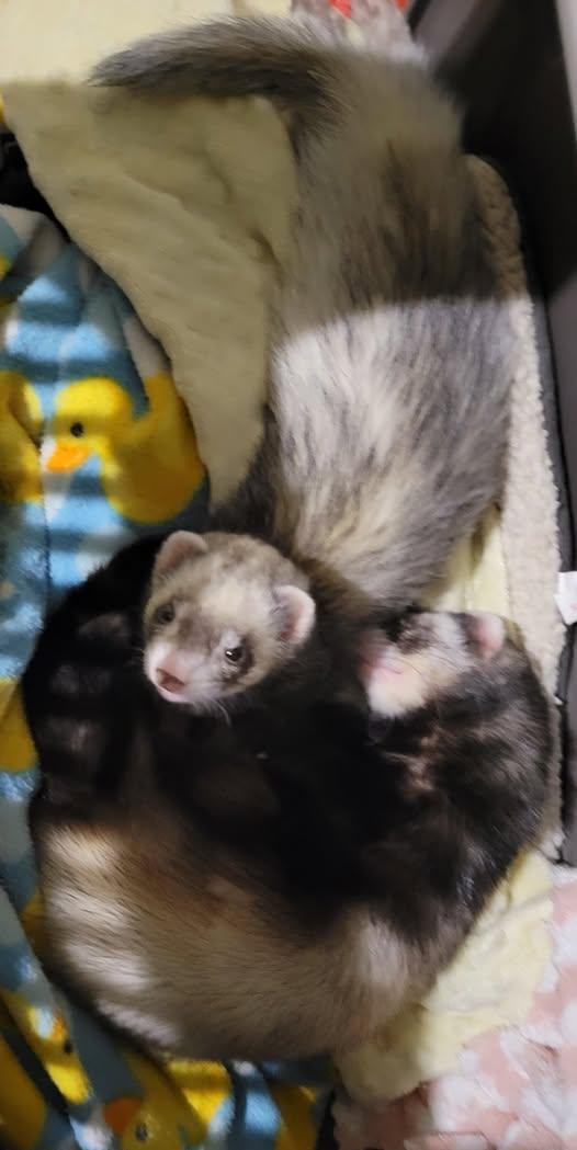 Enlarge Ootinee, a Adoptable Ferret in Acworth, GA image 1/1