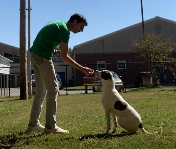 Enlarge BESS, a Adoptable mixed breed in Little Rock, AR image 1/5