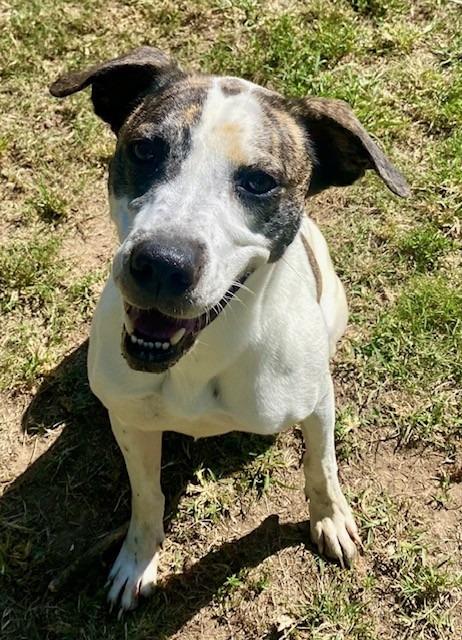 Enlarge BESS, a Adoptable mixed breed in Little Rock, AR image 2/5