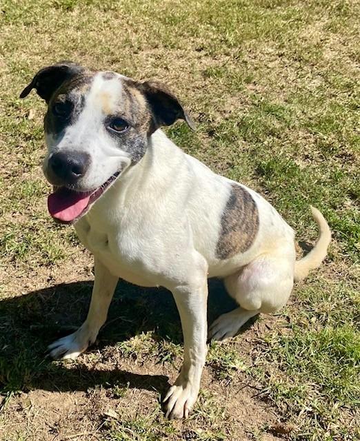 BESS, Adoptable, Adult Female Labrador Retriever & Hound.