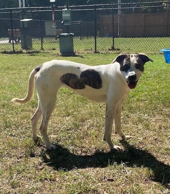 Enlarge BESS, a Adoptable mixed breed in Little Rock, AR image 4/5