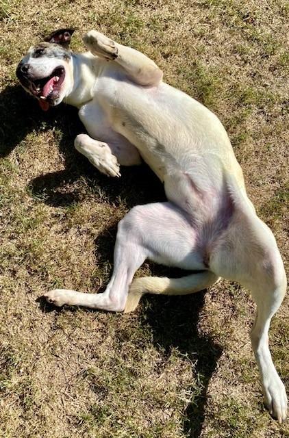 Enlarge BESS, a Adoptable mixed breed in Little Rock, AR image 3/5