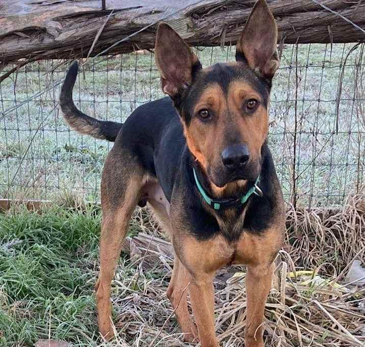 Donovan, a Adoptable mixed breed in Brookshire, TX image 1/4