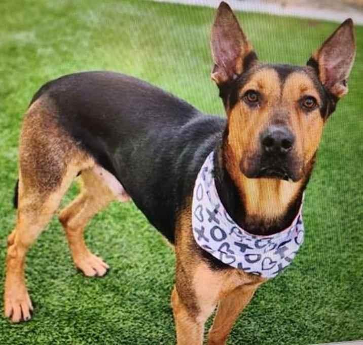 Donovan, a Adoptable mixed breed in Brookshire, TX image 2/4