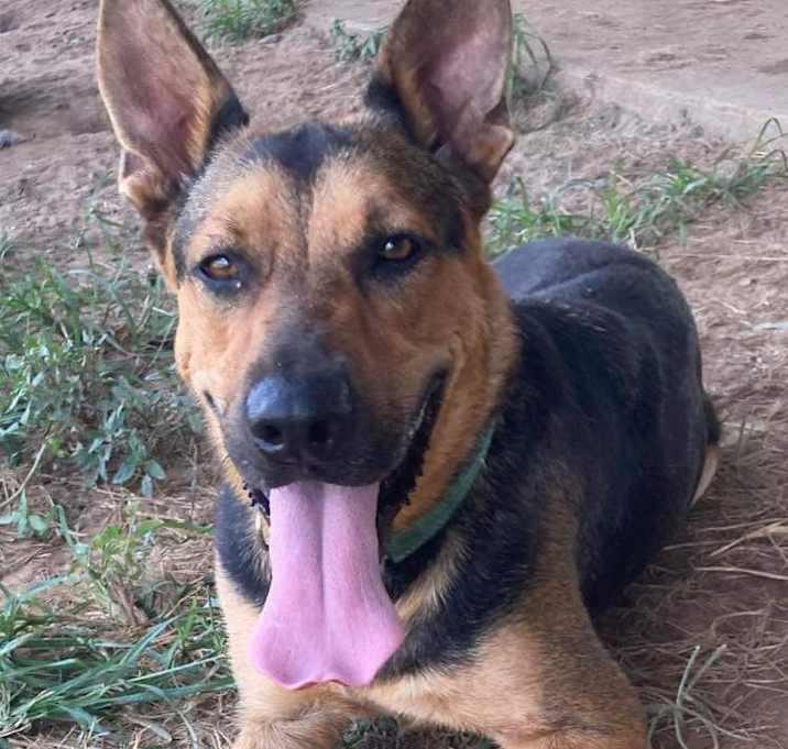 Donovan, a Adoptable mixed breed in Brookshire, TX image 3/4