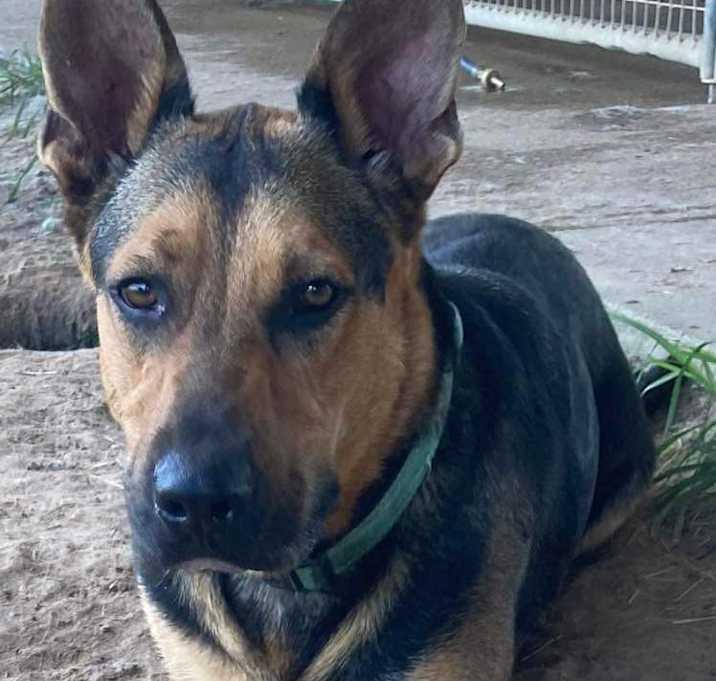 Donovan, a Adoptable mixed breed in Brookshire, TX image 4/4