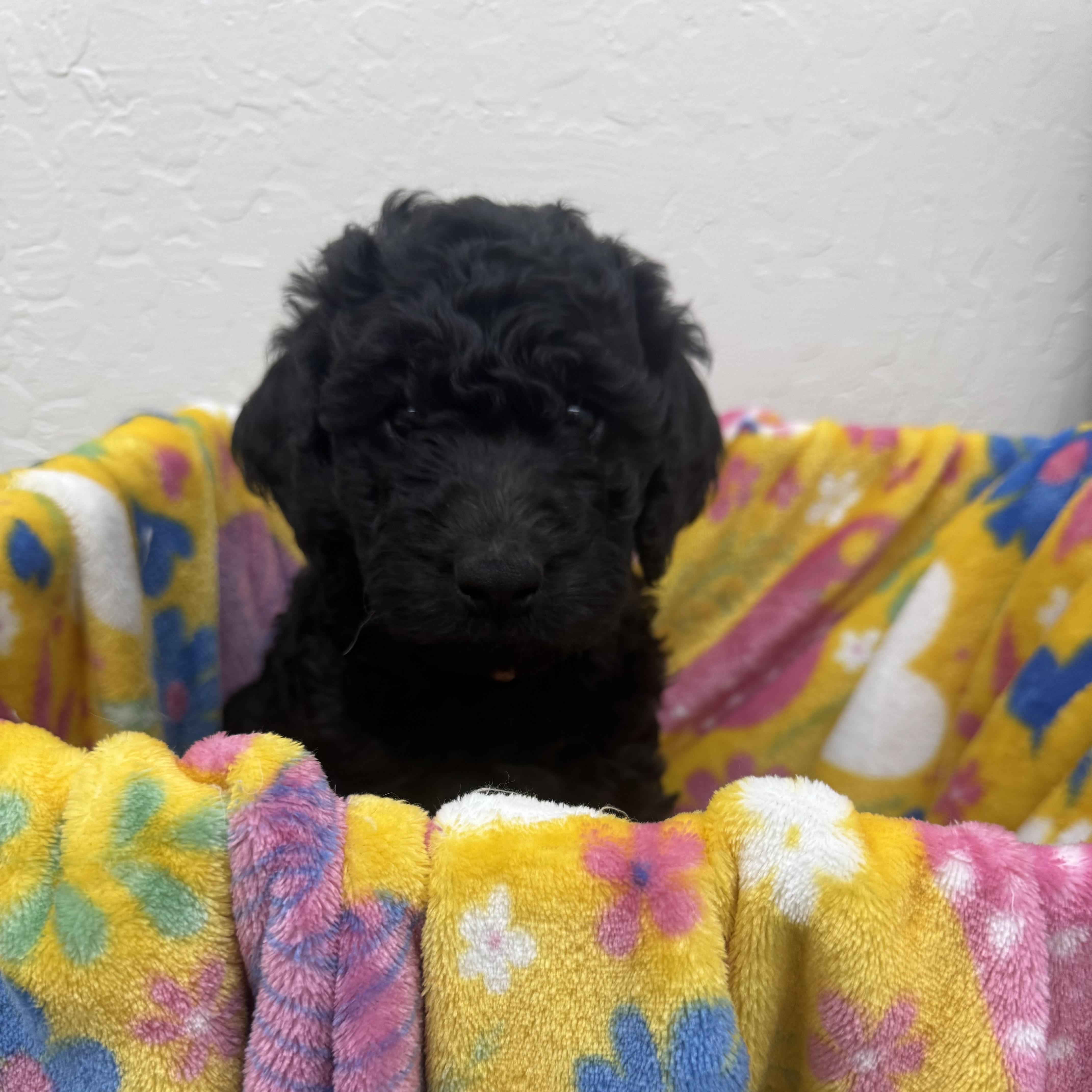 Star, adopted, Puppy Female Poodle.