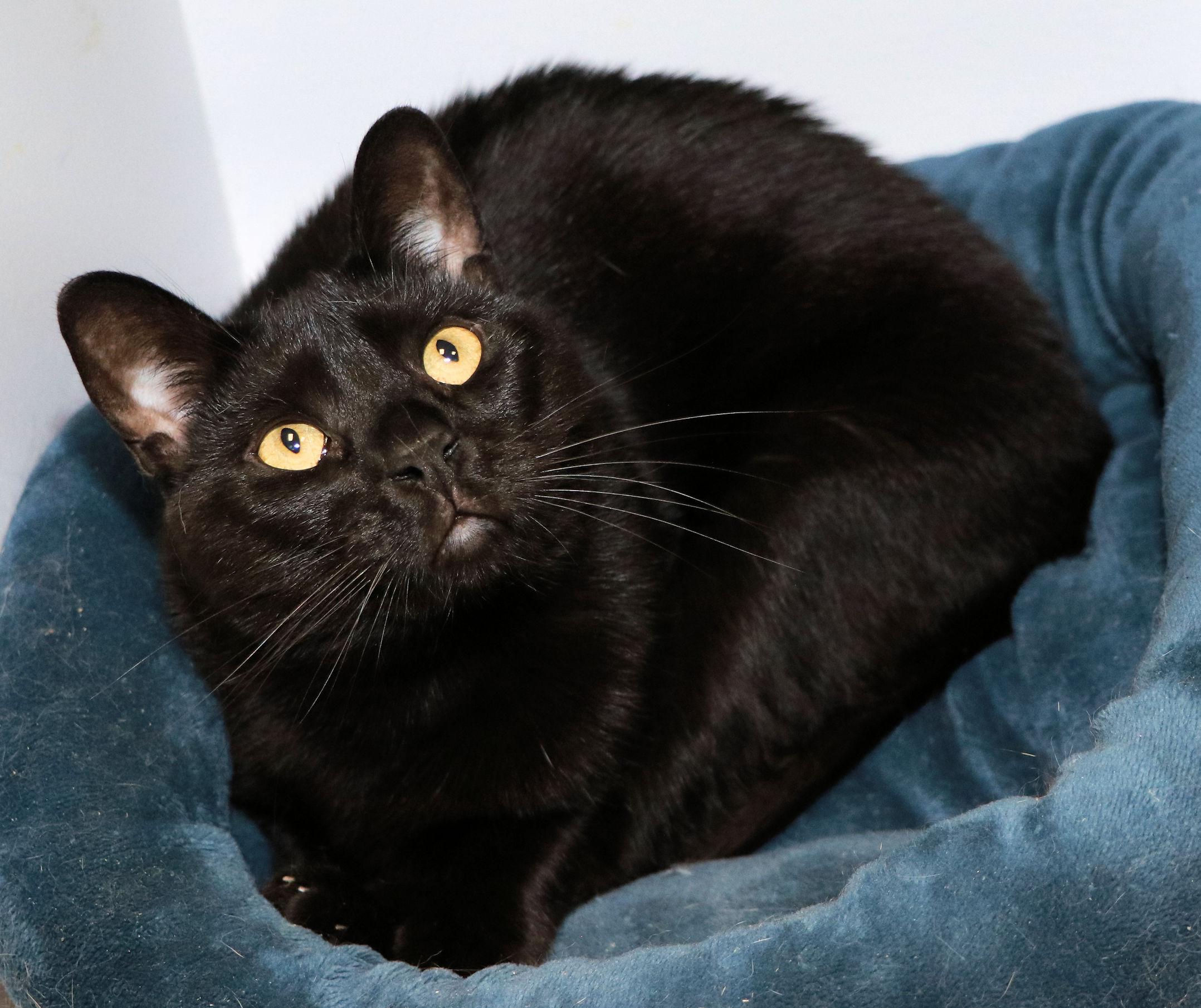 Pip, Adoptable, Adult Male Domestic Short Hair.