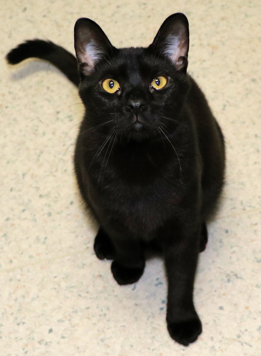 Enlarge Pip, a Adoptable Domestic Short Hair in Cincinnati, OH image 3/3