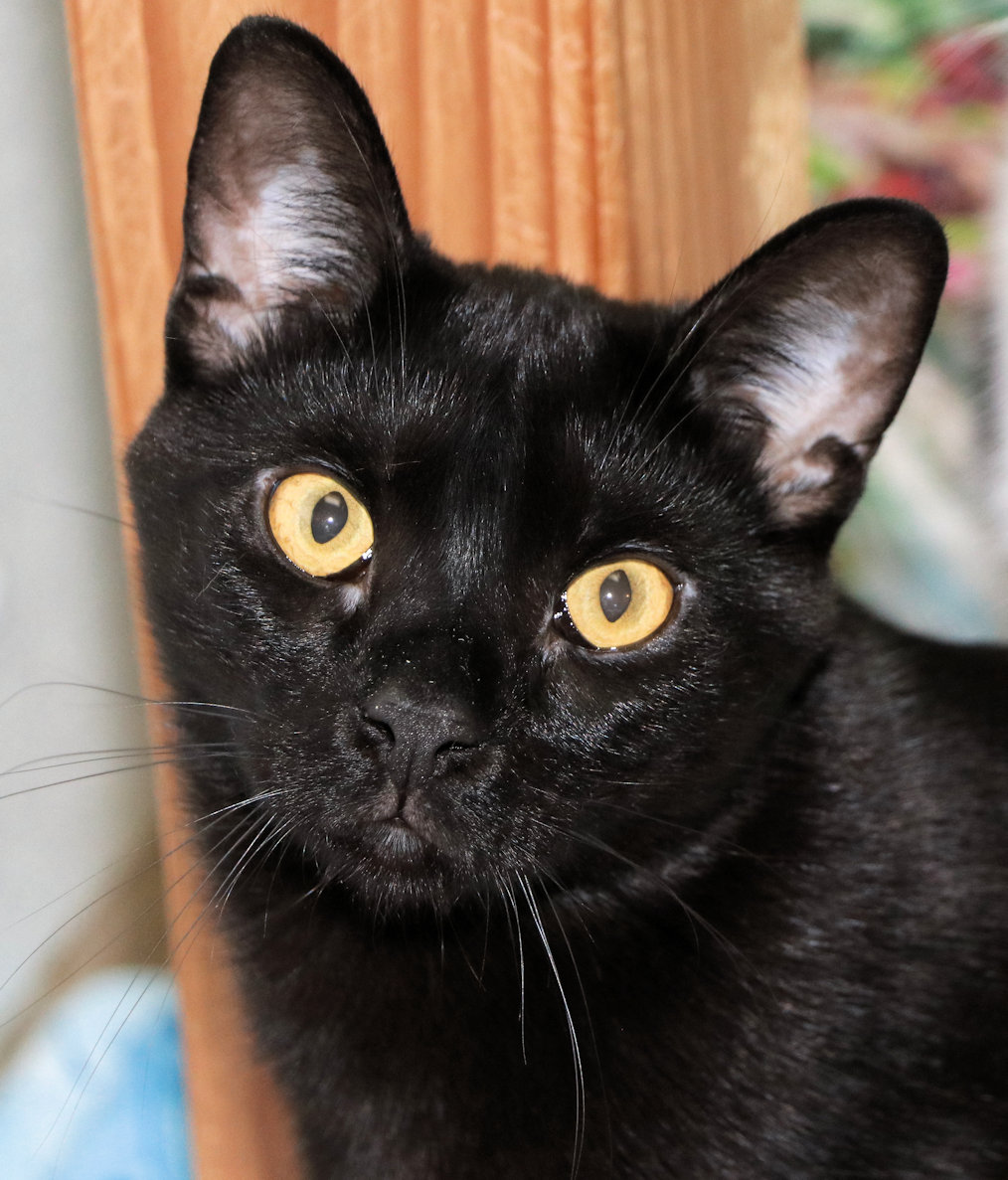 Enlarge Pip, a Adoptable Domestic Short Hair in Cincinnati, OH image 2/3