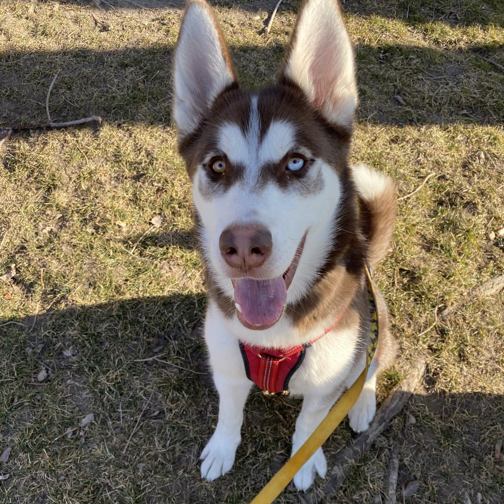 Enlarge Leo, a Adoptable Siberian Husky in Murray, UT image 1/3