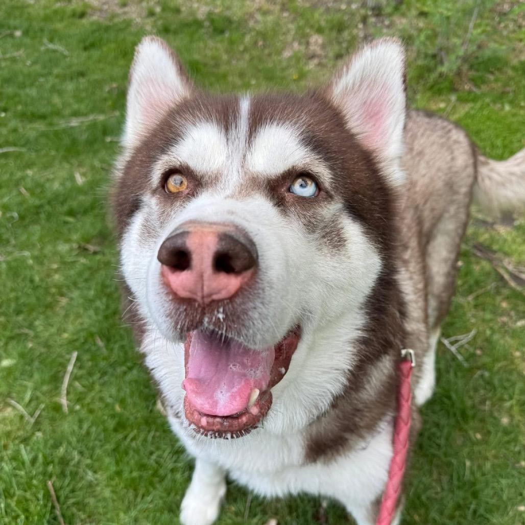 Enlarge Leo, a Adoptable Siberian Husky in Murray, UT image 2/3