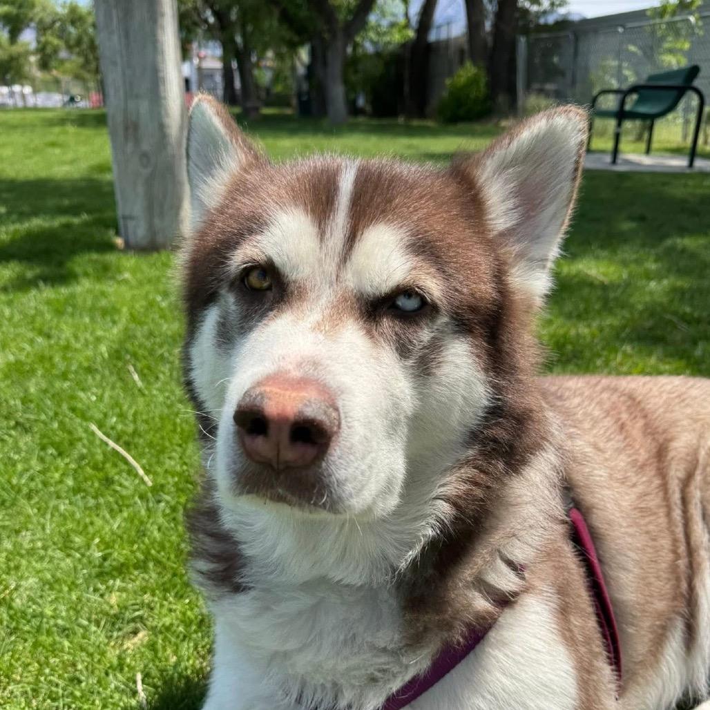 Enlarge Leo, a Adoptable Siberian Husky in Murray, UT image 3/3