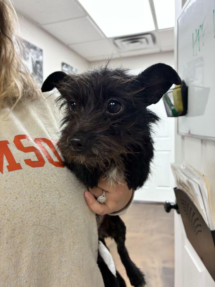 Elphie, Adoptable, Young Female Terrier.