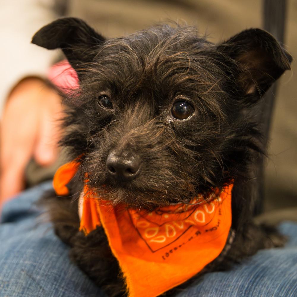 Enlarge Elphie, a Adoptable Terrier in Marietta, GA image 2/4
