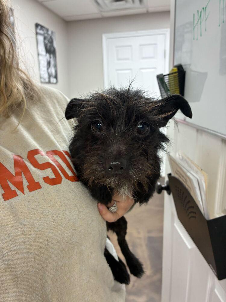 Enlarge Elphie, a Adoptable Terrier in Marietta, GA image 3/4