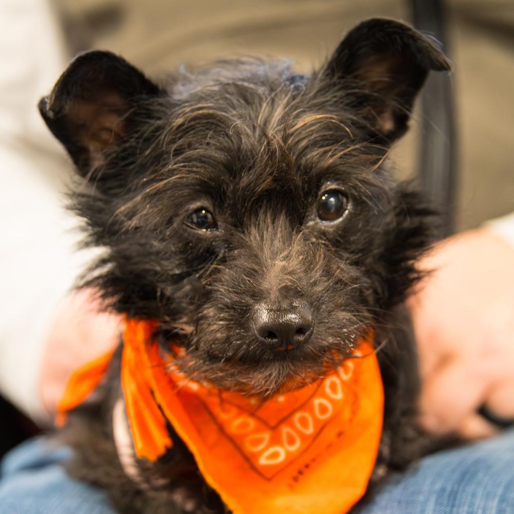 Enlarge Elphie, a Adoptable Terrier in Marietta, GA image 4/4