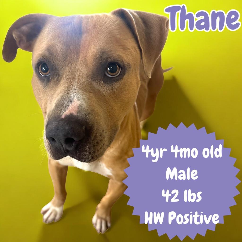 Enlarge Thane, a Adoptable Pit Bull Terrier in Sorrento, LA image 1/3