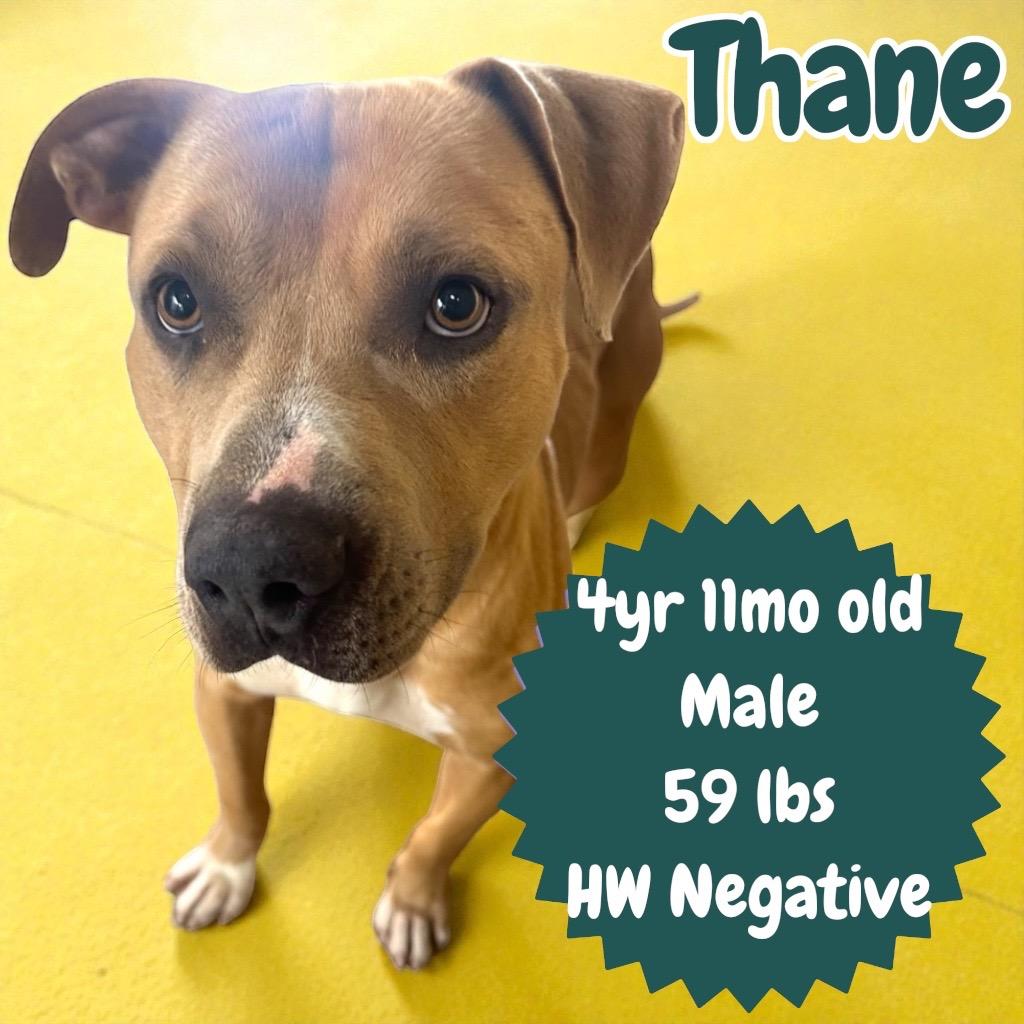 Thane, Adoptable, Adult Male Pit Bull Terrier.